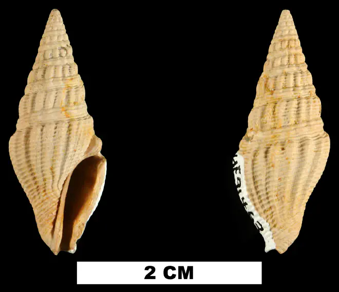 Clavatula panopla from the Early Miocene Chipola Fm. of Calhoun County, Florida (UF 91463).