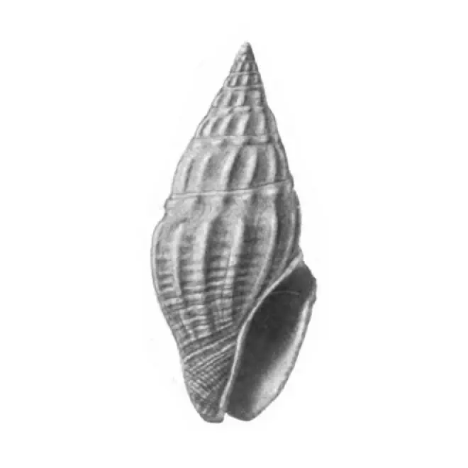 Specimen of Clavatula polyploka figured by Gardner (1938, pl. 39, fig. 23); 16.6 mm in length.