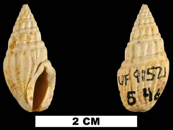 Clavatula polyploka from the Early Miocene Chipola Fm. of Calhoun County, Florida (UF 91521).