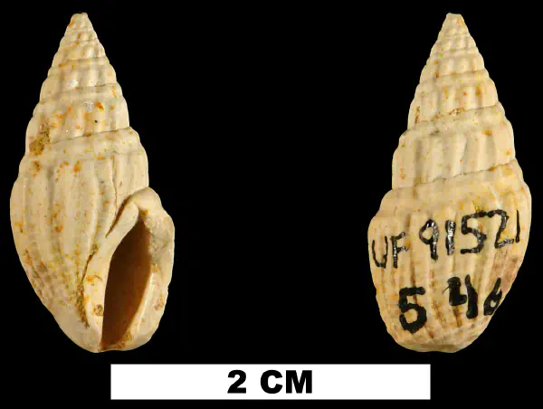 Clavatula polyploka