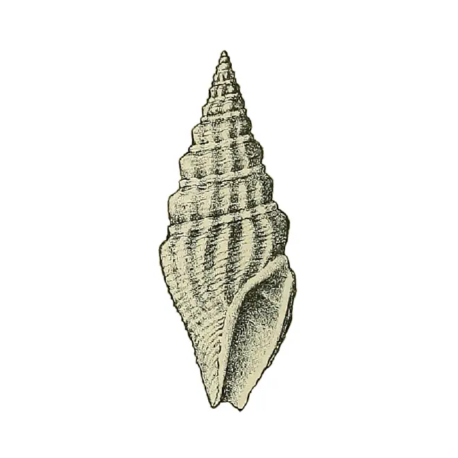 Specimen of Clavatula vandenbroecki figured by Maury (1910, pl. 2, fig. 8); 13 mm in length.