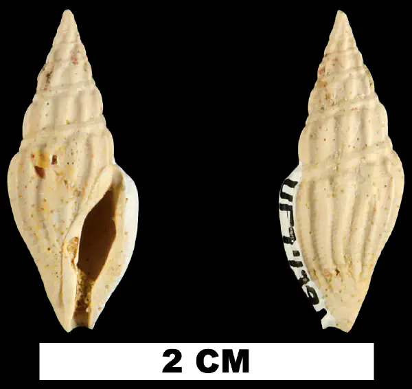 Clavatula vandenbroecki