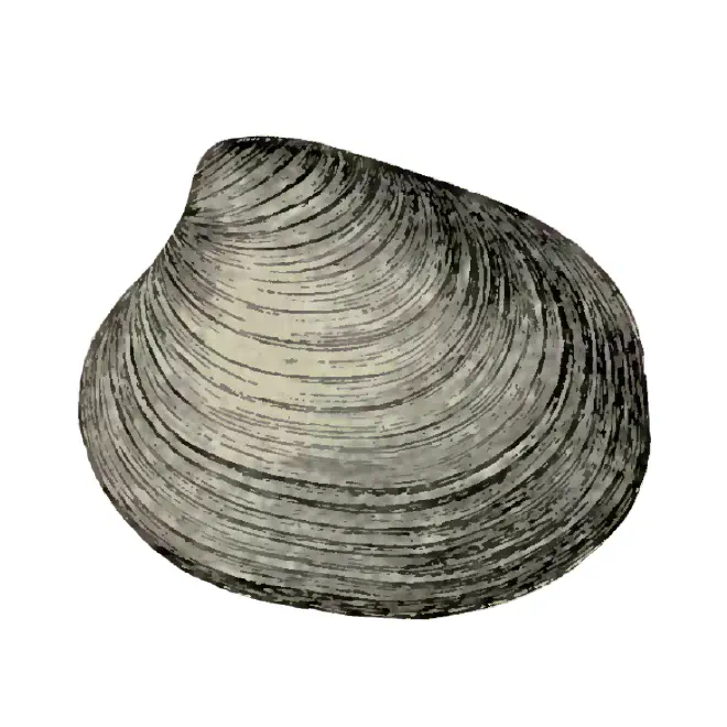 Specimen of Clementia grayi figured by Dall (1900, pl. 37, fig. 12); 64.0 mm in length.