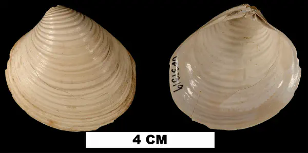 Clementia grayi
