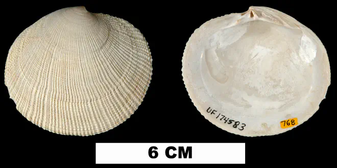 Codakia orbicularis from the Middle Pleistocene Bermont Fm. of Palm Beach County, Florida (UF 174583).