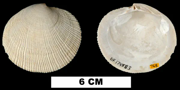Codakia orbicularis