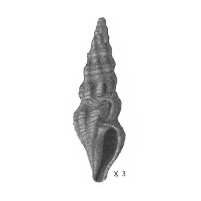 Specimen of Compsodrillia drewi figured by Gardner (1948, pl. 28, fig. 10); 13.8 mm in length.
