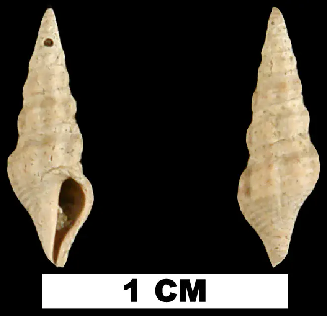Compsodrillia drewi from the Late Pliocene Duplin Fm. of Duplin County, North Carolina (UF 82874).