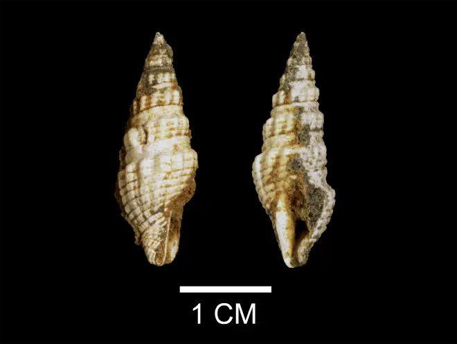 Compsodrillia eburnea from the Late Pliocene Yorktown Fm. of Isle of Wight County, Virginia (SDSM 112580).