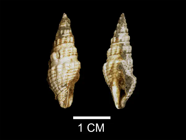 Compsodrillia eburnea