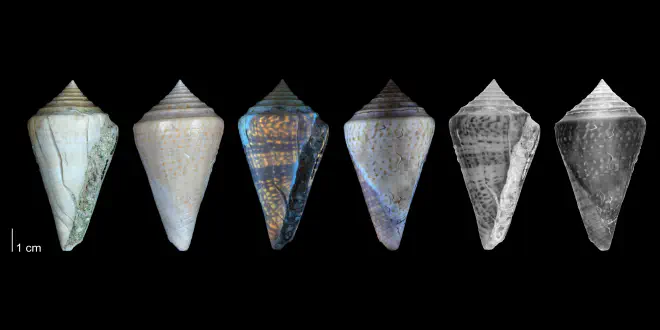 Conasprella delessertii from the Pleistocene Bermont Fm. of Miami-Dade County, Florida (PRI 54698). Specimen is shown under regular and ultraviolet light, which causes the original coloration pattern to be revealed.