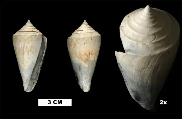 Conasprella delessertii