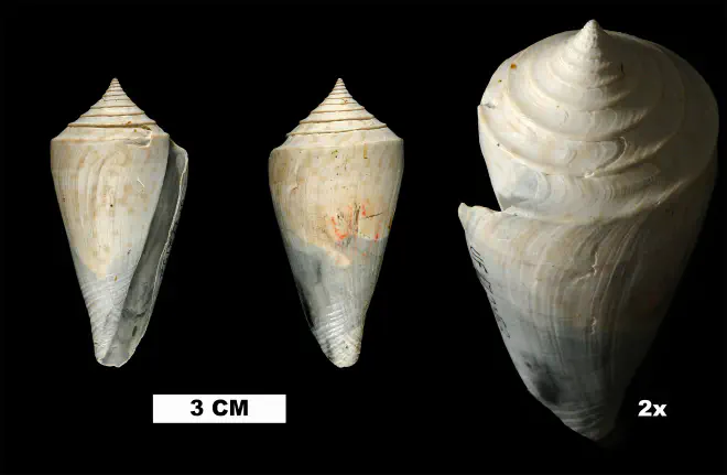 Conaprella delessertii from the Late Pliocene Tamiami Fm. (Pinecrest Beds) of Okeechobee County, Florida (UF 172152).