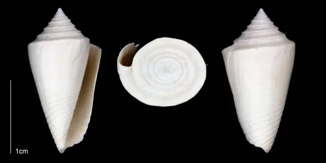 Conasprella jaspidea from the Late Pliocene Tamiami Fm. (Pinecrest Beds) of Sarasota County, Florida (PRI 70347).