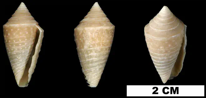 Conasprella jaspidea from the Middle Pleistocene Bermont Fm. of Miami-Dade County, Florida (UF 52954).