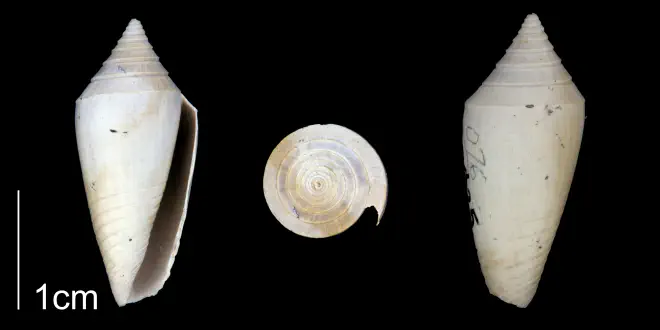 Conasprella marylandica from the Late Pliocene Tamiami Fm. (Pinecrest Beds) of Sarasota County, Florida (PRI 70346).