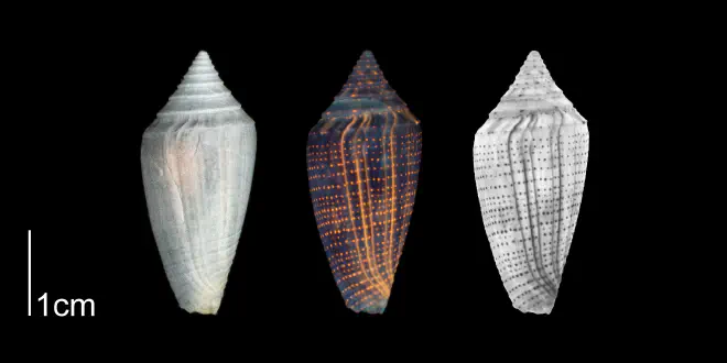 Conasprella marylandica from the Plio-Pleistocene of Highlands County, Florida shown under regular and ultraviolet light, which causes the original coloration pattern to be revealed (PRI 70613).
