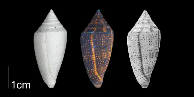 Conasprella marylandica from the Plio-Pleistocene of Highlands County, Florida shown under regular and ultraviolet light, which causes the original coloration pattern to be revealed (PRI 70613).