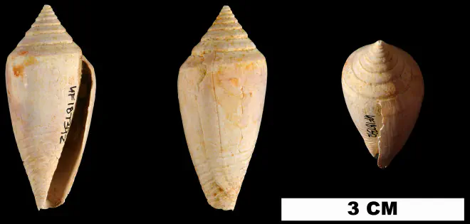 Conasprella marylandica from the Late Pliocene Duplin Fm. of Columbus/Robeson Counties, North Carolina (UF 187392).
