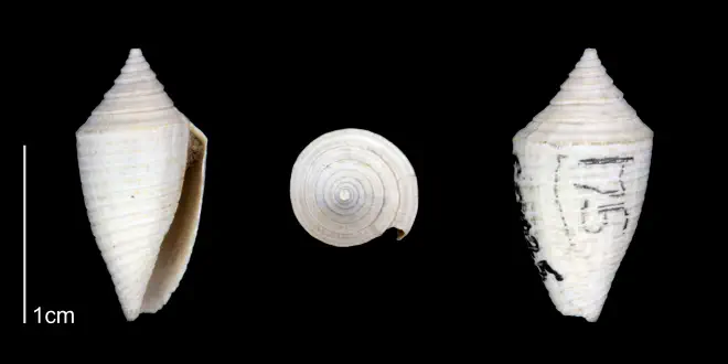 Conasprella onisca from the Late Pliocene Tamiami Fm. (Pinecrest Beds) of Sarasota County, Florida (PRI 70348).