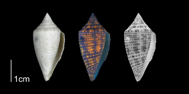 Conasprella onisca from the Plio-Pleistocene of Highlands County, Florida shown under regular and ultraviolet light, causing its original coloration pattern to be revealed (PRI 70612).