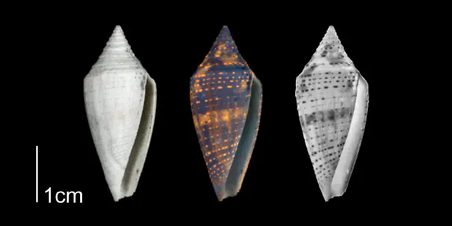 Conasprella onisca from the Plio-Pleistocene of Highlands County, Florida shown under regular and ultraviolet light, causing its original coloration pattern to be revealed (PRI 70612).