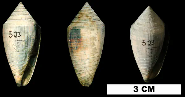 Conasprella onisca
