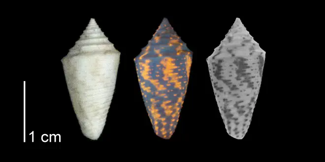 Conasprella stearnsii from the Plio-Pleistocene (formation unknown) of Highlands County, Florida (PRI 70614). Specimen shown under regular (left) and ultraviolet (middle) light, which reveals its original coloration pattern. The image on the right shows what the pattern would have looked like when the animal was alive.