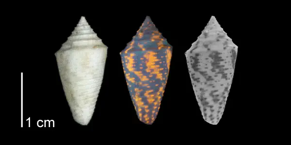 Conasprella stearnsii