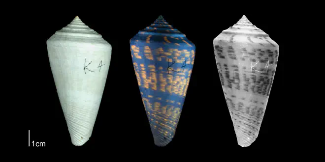 Conus adversarius from the Plio-Pleistocene of Highlands County, Florida, showing coloration pattern revealed by ultraviolet light (PRI 53495).
