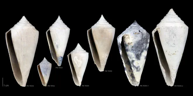 Specimens of Conus adversarius from the Late Pliocene Tamiami Fm. (Pinecrest Beds) of Sarasota County, Florida (PRI 70350-70355).