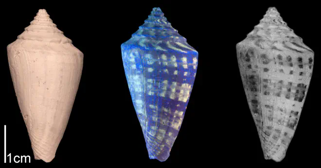 Conus adversarius from the Late Pliocene Tamiami Fm. (Pinecrest Beds) of Sarasota County, Florida (SJSU Collection). Image on left photographed under regular light; middle image photographed under ultraviolet light, revealing preserved coloration patterns (bright fluorescing regions); right image is inverse version of middle image, revealing what shell coloration pattern would have looked like in life.