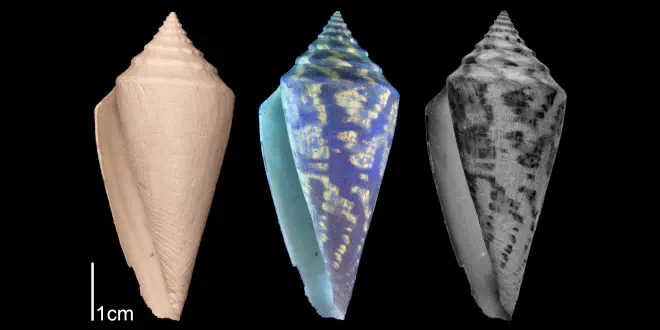 Conus adversarius from the Late Pliocene Tamiami Fm. (Pinecrest Beds) of Sarasota County, Florida (SJSU Collection). Image on left photographed under regular light; middle image photographed under ultraviolet light, revealing preserved coloration patterns (bright fluorescing regions); right image is inverse version of middle image, revealing what shell coloration pattern would have looked like in life.