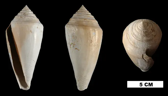 Conus adversarius from the Early Pleistocene Calooshatchee Fm. of Okeechobee County, Florida (UF 115967).