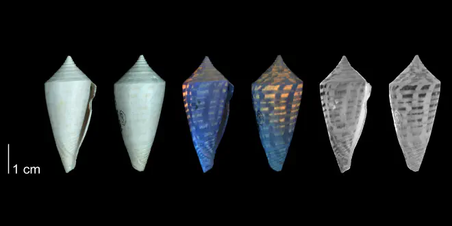 Conus anabathrum from the Plio-Pleistocene of Highlands County, Florida shown under regular and ultraviolet light, which causes the original coloration pattern of the shell to be revealed (PRI 54668).