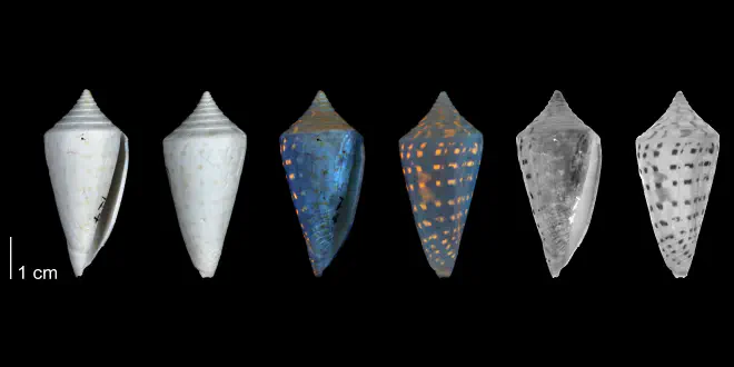 Conus anabathrum from the Plio-Pleistocene of Highlands County, Florida shown under regular and ultraviolet light, which causes the original coloration pattern of the shell to be revealed (PRI 54676).