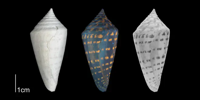 Conus anabathrum from the Plio-Pleistocene of Highlands County, Florida shown under regular and ultraviolet light, which causes its original coloration pattern to be revealed (PRI 70608).