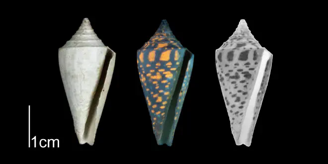 Conus anabathrum from the Plio-Pleistocene of Highlands County, Florida shown under regular and ultraviolet light, which causes its original coloration pattern to be revealed (PRI 70616).