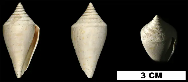 Conus anabathrum from the Late Pliocene Tamiami Fm. (Pinecrest Beds) of Miami-Dade County, Florida (UF 13495).