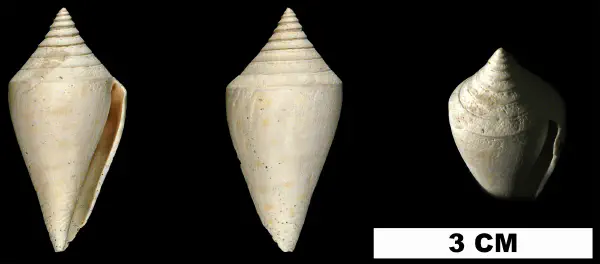Conus anabathrum