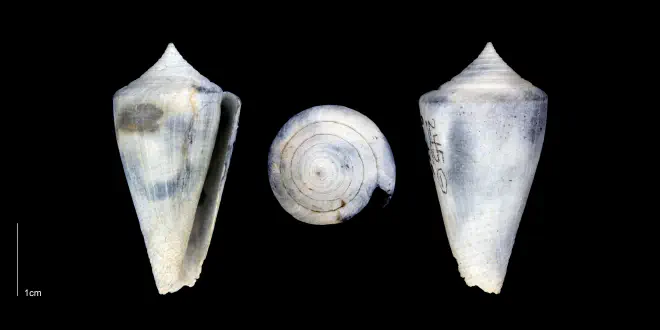 Conus bassi from the Late Pliocene Tamiami Fm. of Sarasota County, Florida (PRI 70349).