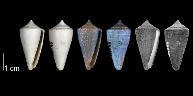 Conus bassi from the upper Pliocene Tamiami Fm. (Pinecrest Beds) of Sarasota County, Florida, showing coloration pattern revealed by ultraviolet light (PRI 54726).