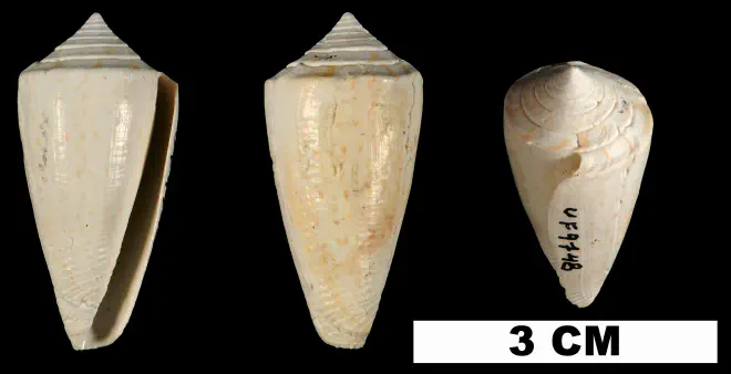 Conus bassi from the Plio-Pleistocene (formation unknown) of Sarasota County, Florida (UF 9748).