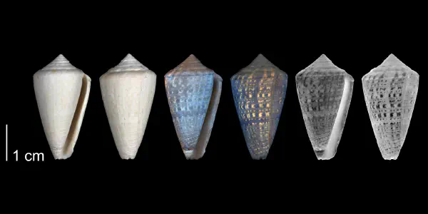 Conus burnetti