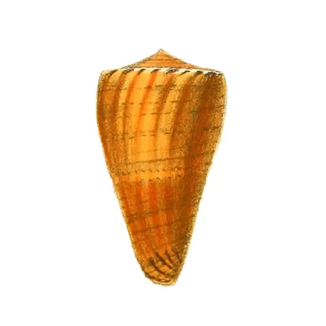 Specimen of Conus daucus figured by Reeve (1843, pl. 20, fig. 114); scale unclear.