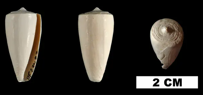 Conus daucus from the Early Pleistocene Caloosahatchee Fm. of Hendry County, Florida (UF 23492).