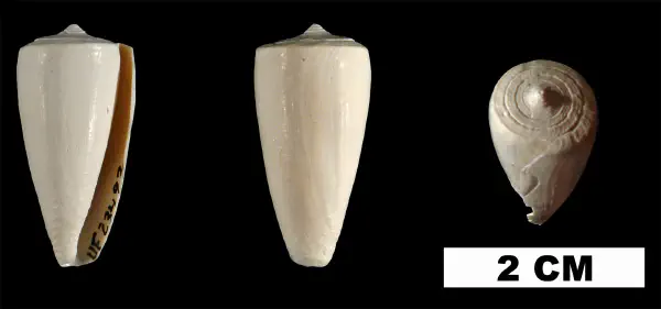 Conus daucus
