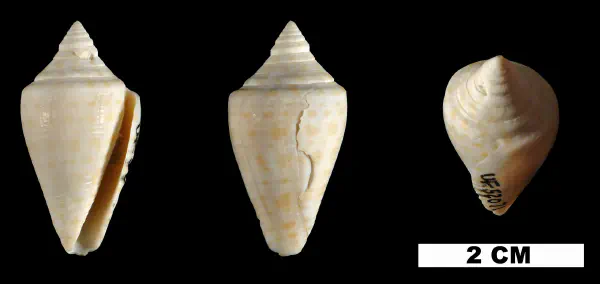 Conus evergladesensis