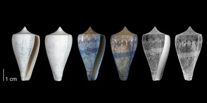Conus haytensis from the upper Pliocene Tamiami Fm. (Pinecrest Beds) of Hendry County, Florida, showing the original coloration pattern of the shell revealed by ultraviolet light (PRI 54697).