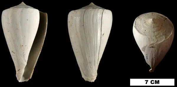 Conus haytensis